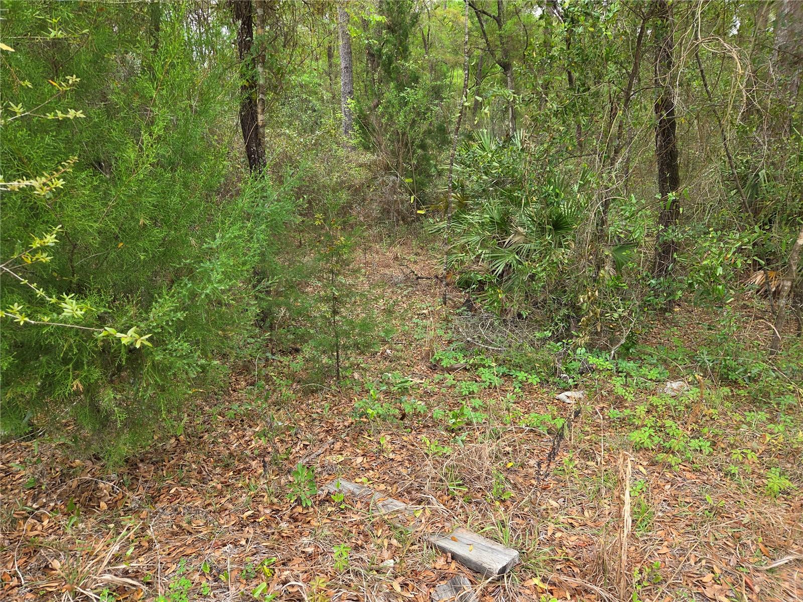 0000 NE 138TH TER, WILLISTON, FL, 32696