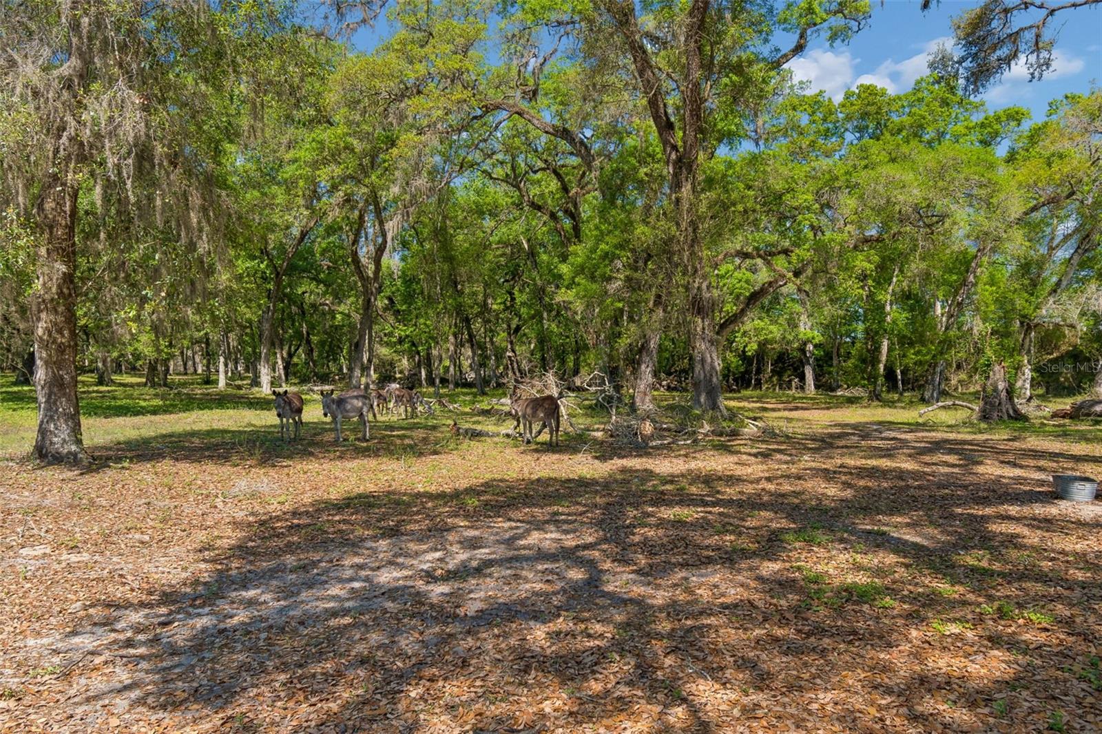 4300 CR 673, BUSHNELL, FL, 33513