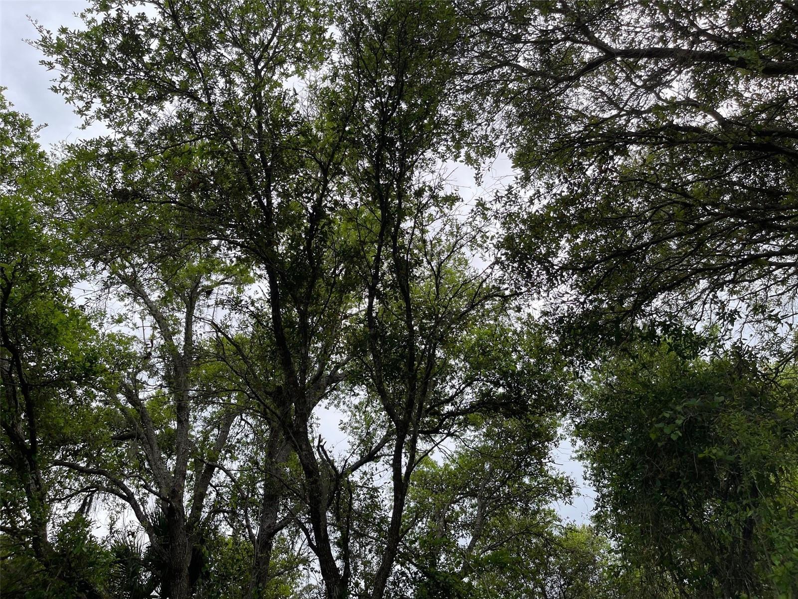 Lot 15 ANANAS RD, NORTH PORT, FL, 34288