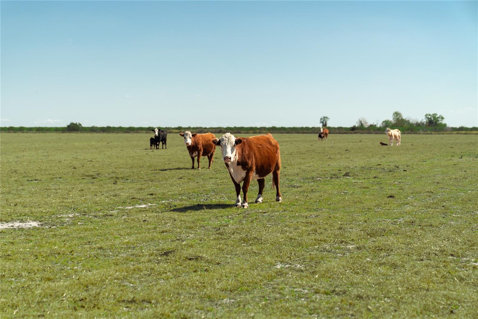 1200 ARBUCKLE BRANCH RD, SEBRING, FL, 33870