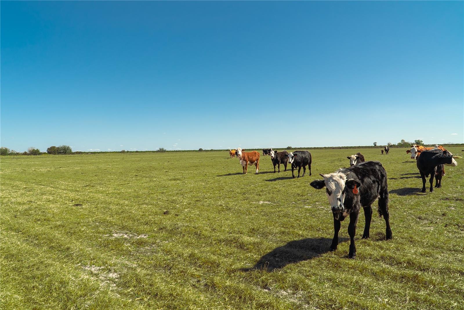 1200 ARBUCKLE BRANCH RD, SEBRING, FL, 33870