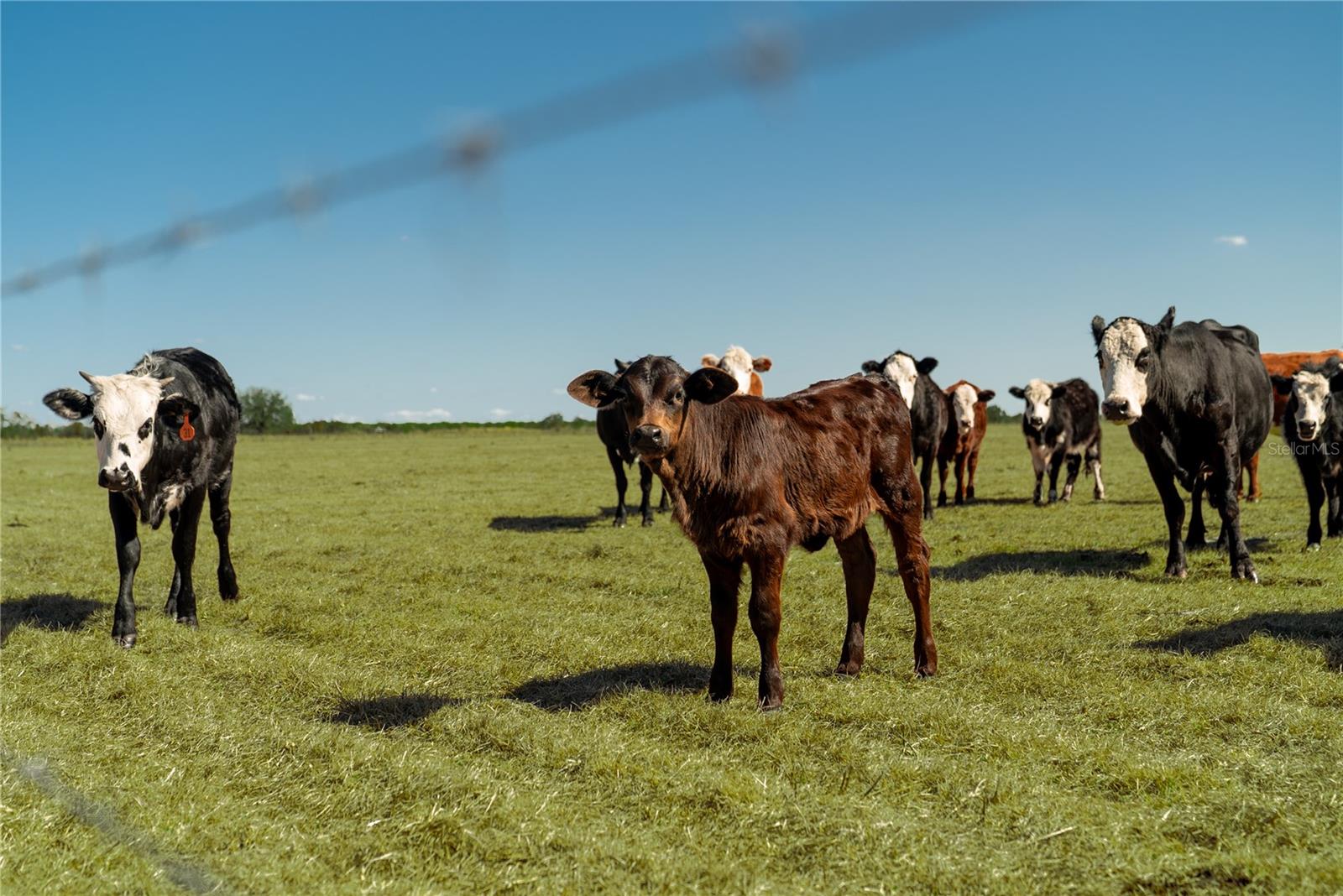 1200 ARBUCKLE BRANCH RD, SEBRING, FL, 33870