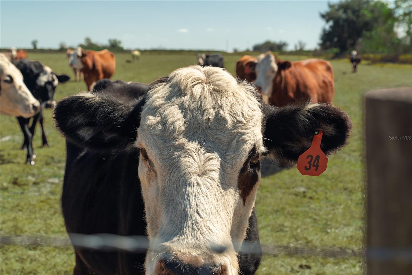 1200 ARBUCKLE BRANCH RD, SEBRING, FL, 33870