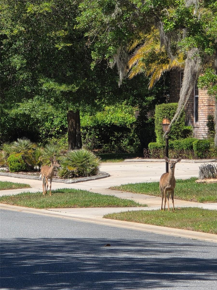 6151 NEW OSPREY PT, WEEKI WACHEE, FL, 34607