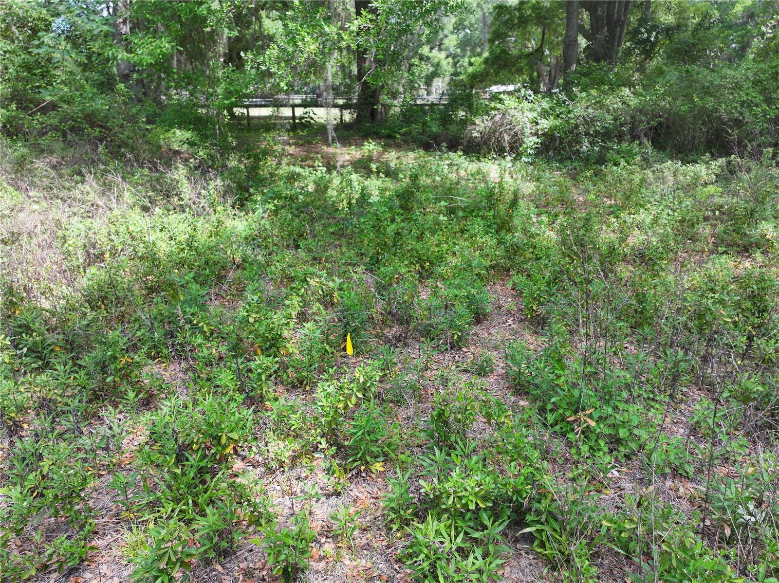 15825 NW 38TH AVE, REDDICK, FL, 32686