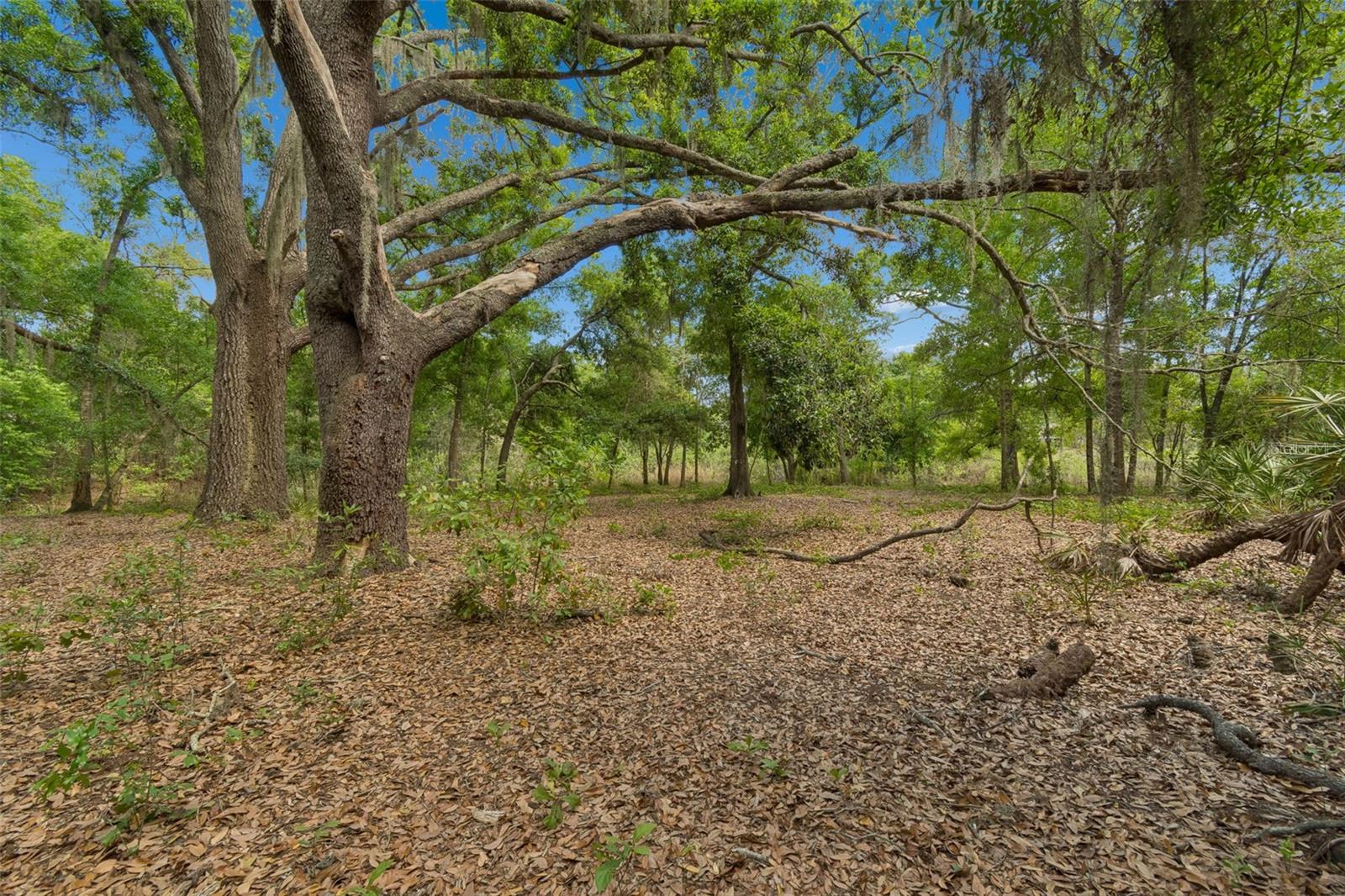 17001 MIDAS LN, LUTZ, FL, 33549