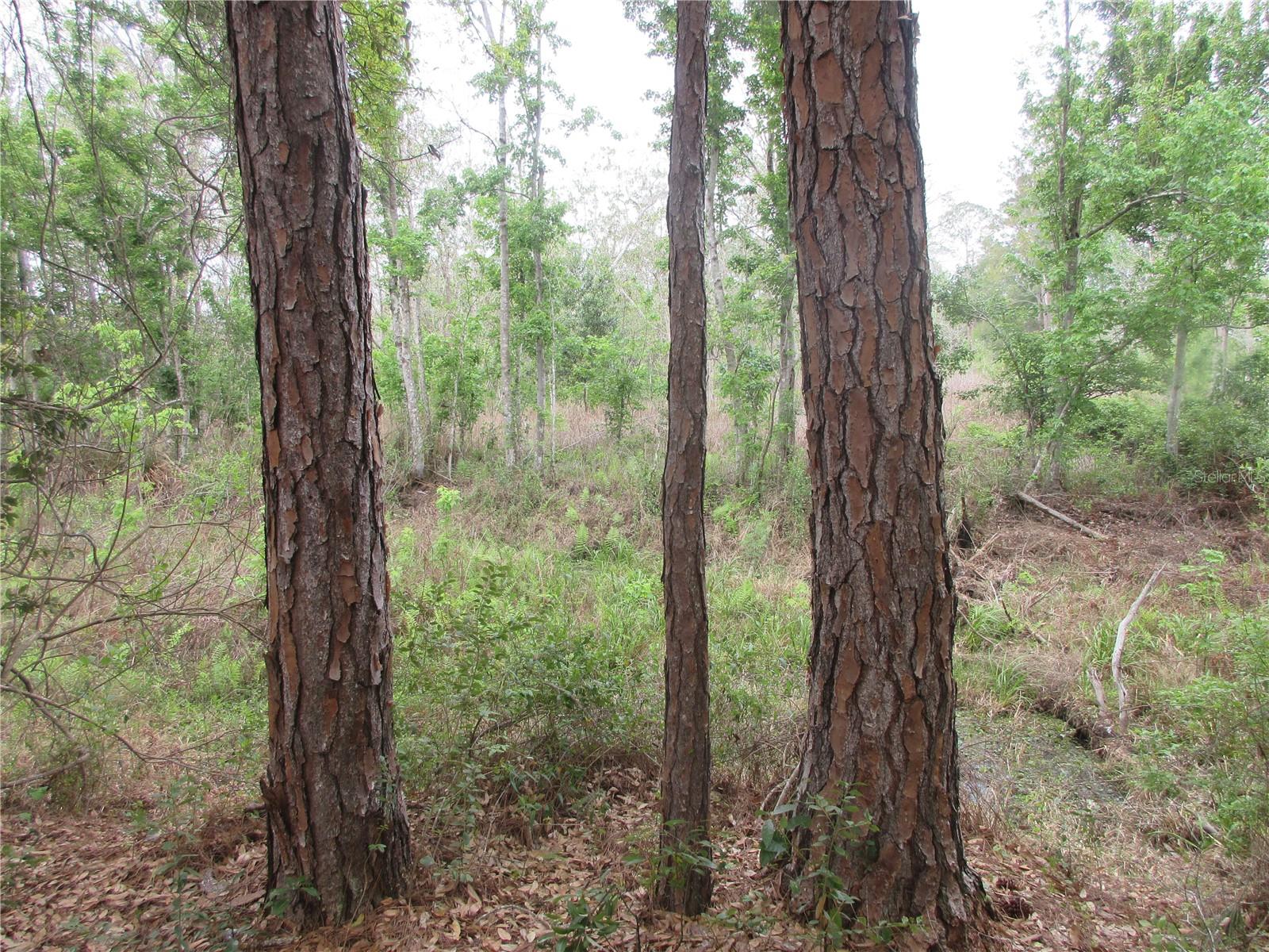 5790 SE 183RD TER, OCKLAWAHA, FL, 32179