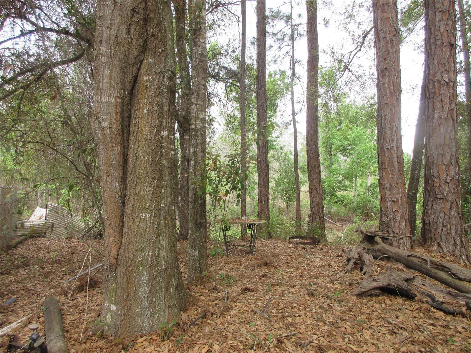 5790 SE 183RD TER, OCKLAWAHA, FL, 32179