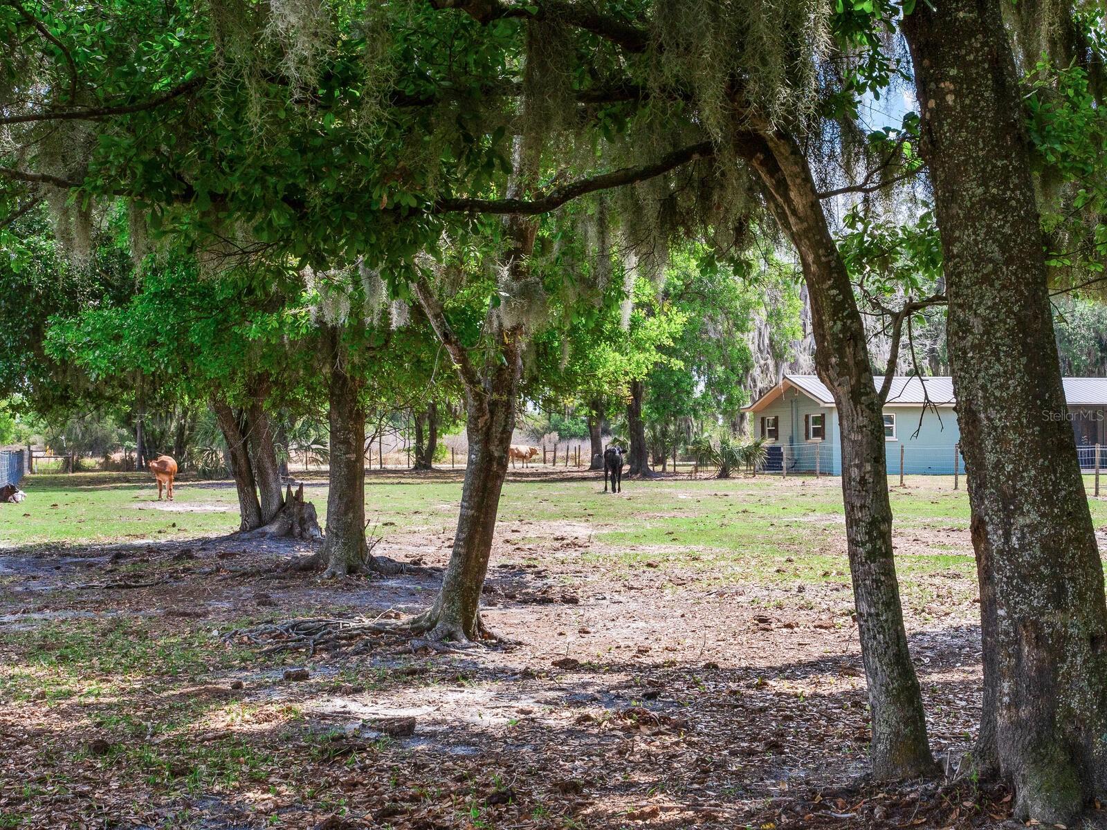 9819 ALLEN RD, LITHIA, FL, 33547