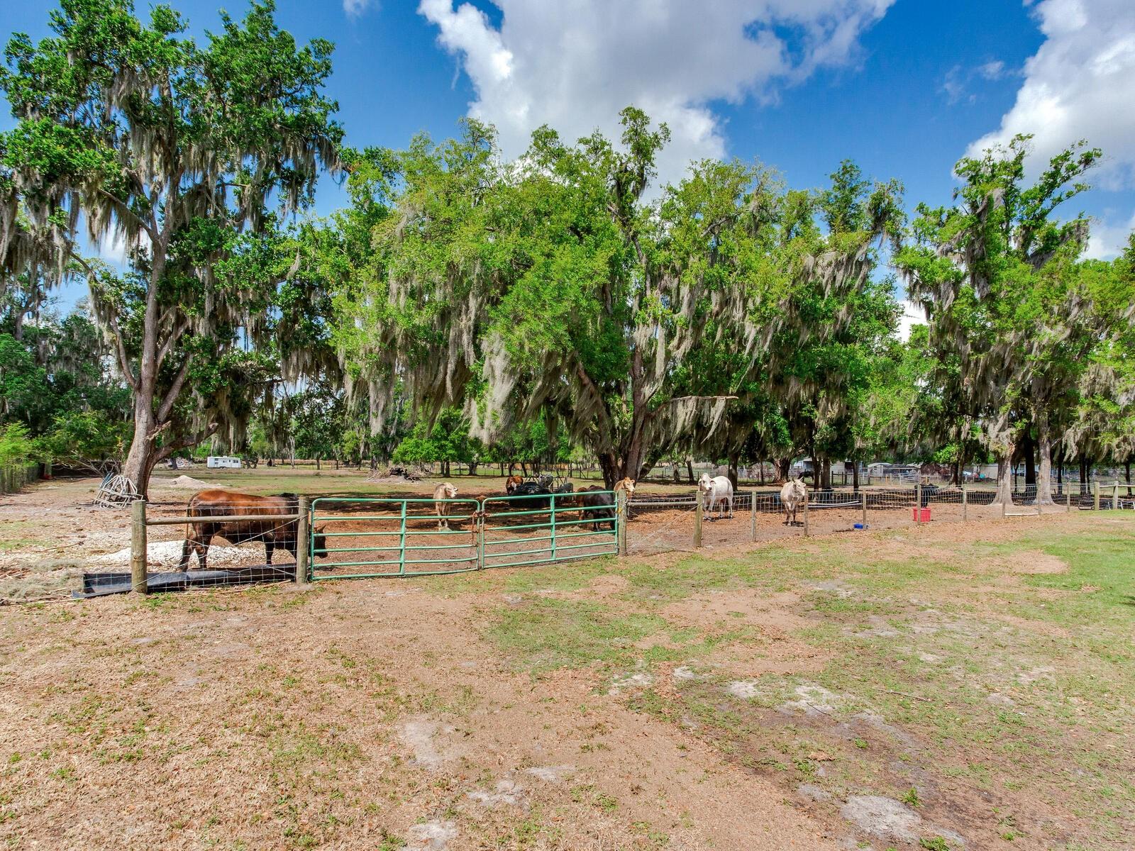 9819 ALLEN RD, LITHIA, FL, 33547