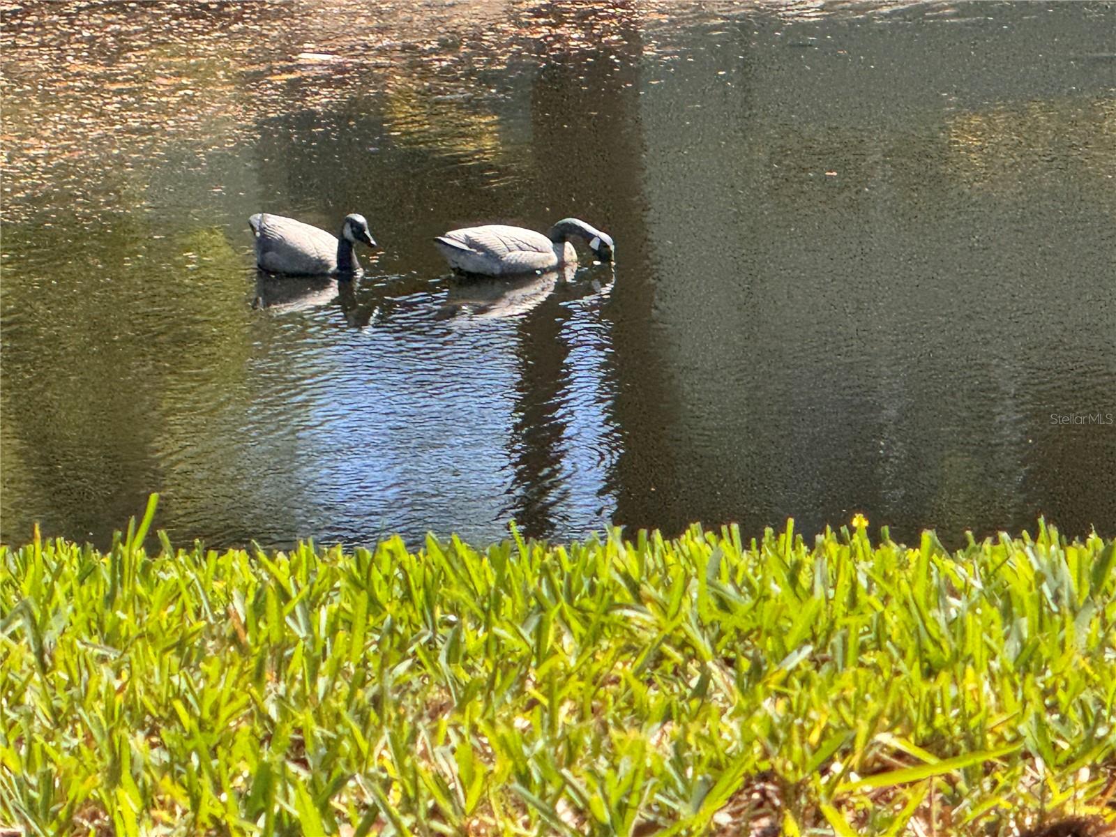 1250 S PINELLAS AVE #804, TARPON SPRINGS, FL, 34689