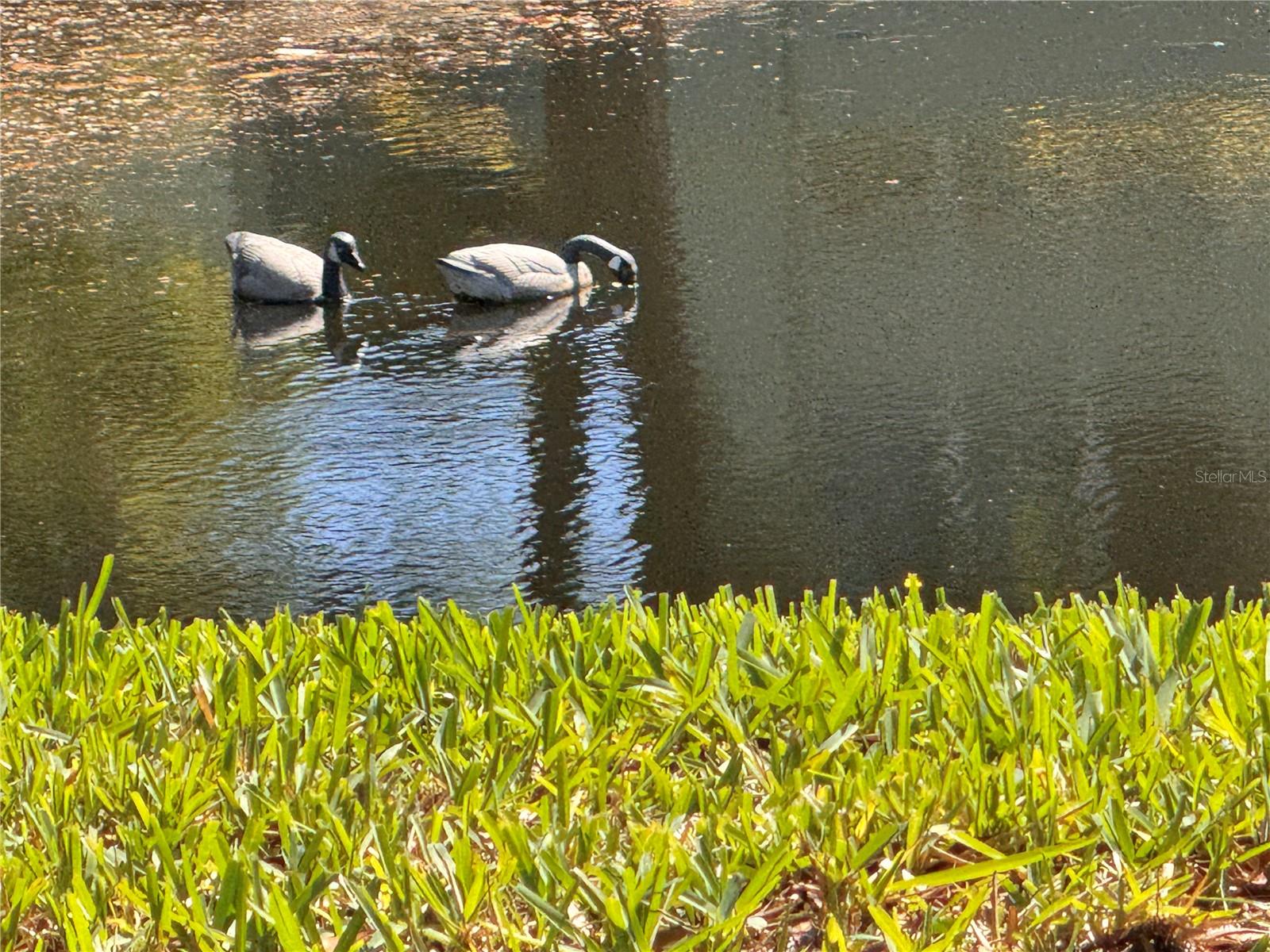 1250 S PINELLAS AVE #804, TARPON SPRINGS, FL, 34689