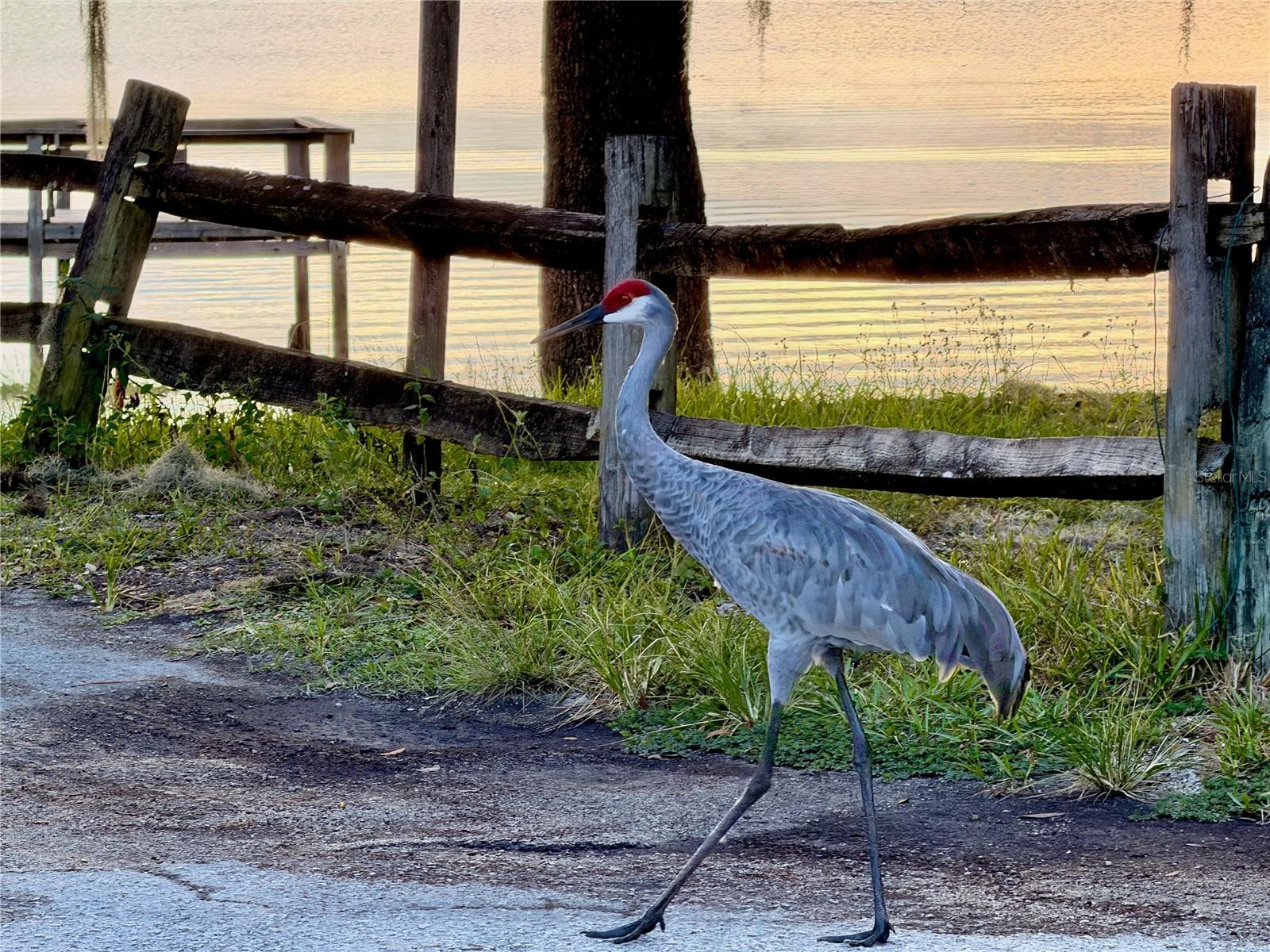 14010 NE 250TH CIR, SALT SPRINGS, FL, 32134