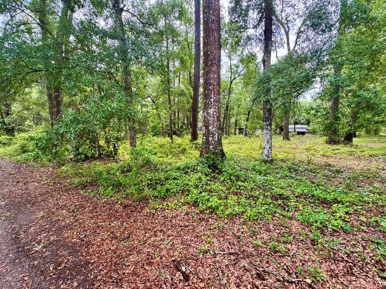23714 NE 119TH PL, SALT SPRINGS, FL, 32134