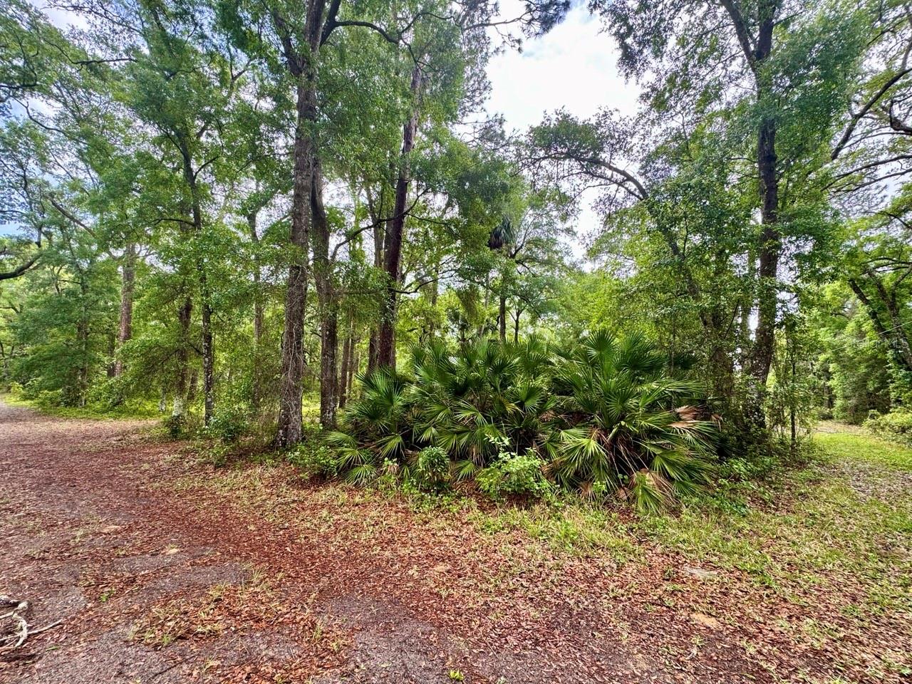 23714 NE 119TH PL, SALT SPRINGS, FL, 32134