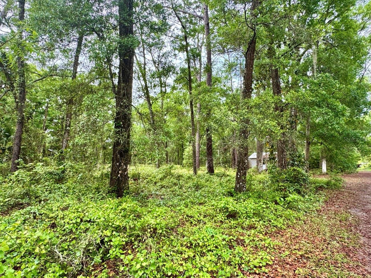 23714 NE 119TH PL, SALT SPRINGS, FL, 32134
