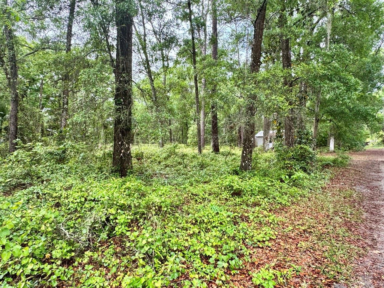 23714 NE 119TH PL, SALT SPRINGS, FL, 32134