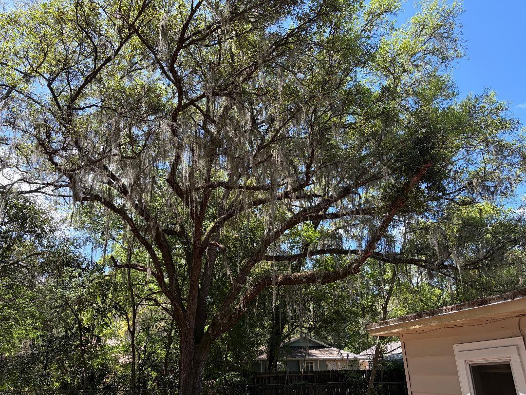 1623 SE 3RD AVE, GAINESVILLE, FL, 32641