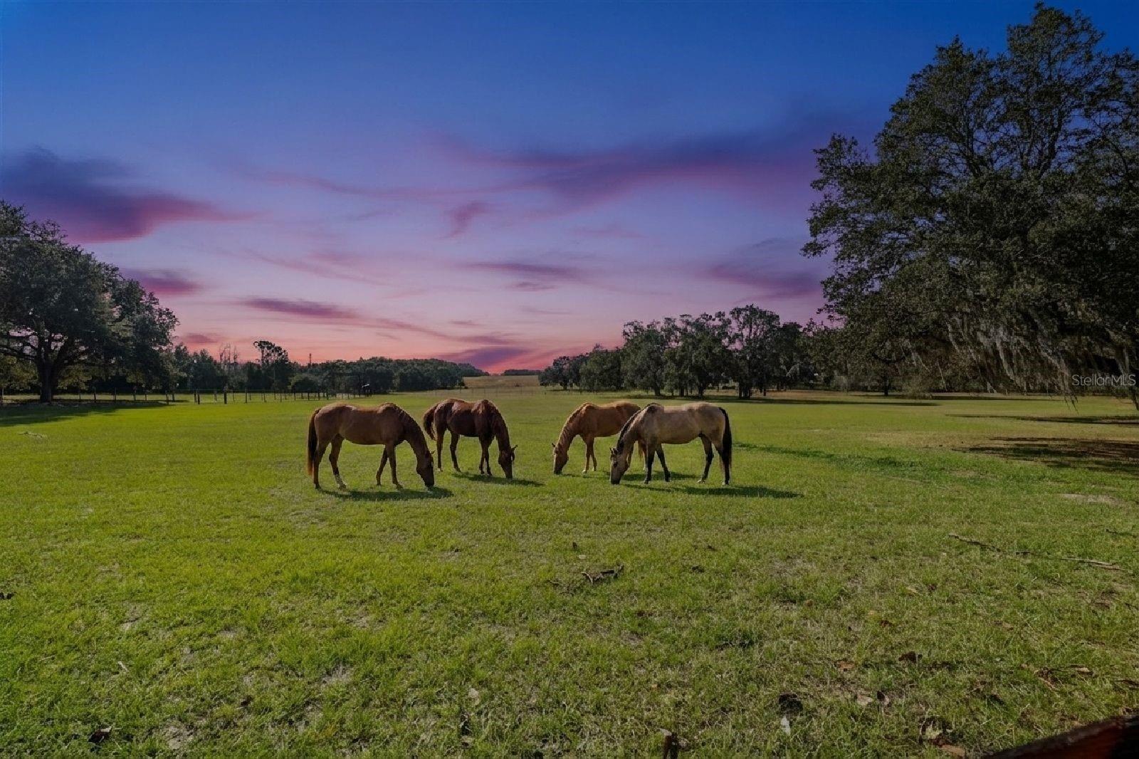 36203 MICRO RACETRACK RD, FRUITLAND PARK, FL, 34731