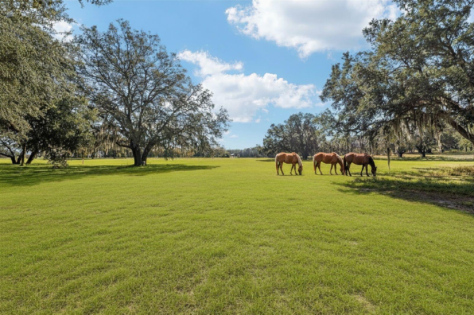 36203 MICRO RACETRACK RD, FRUITLAND PARK, FL, 34731