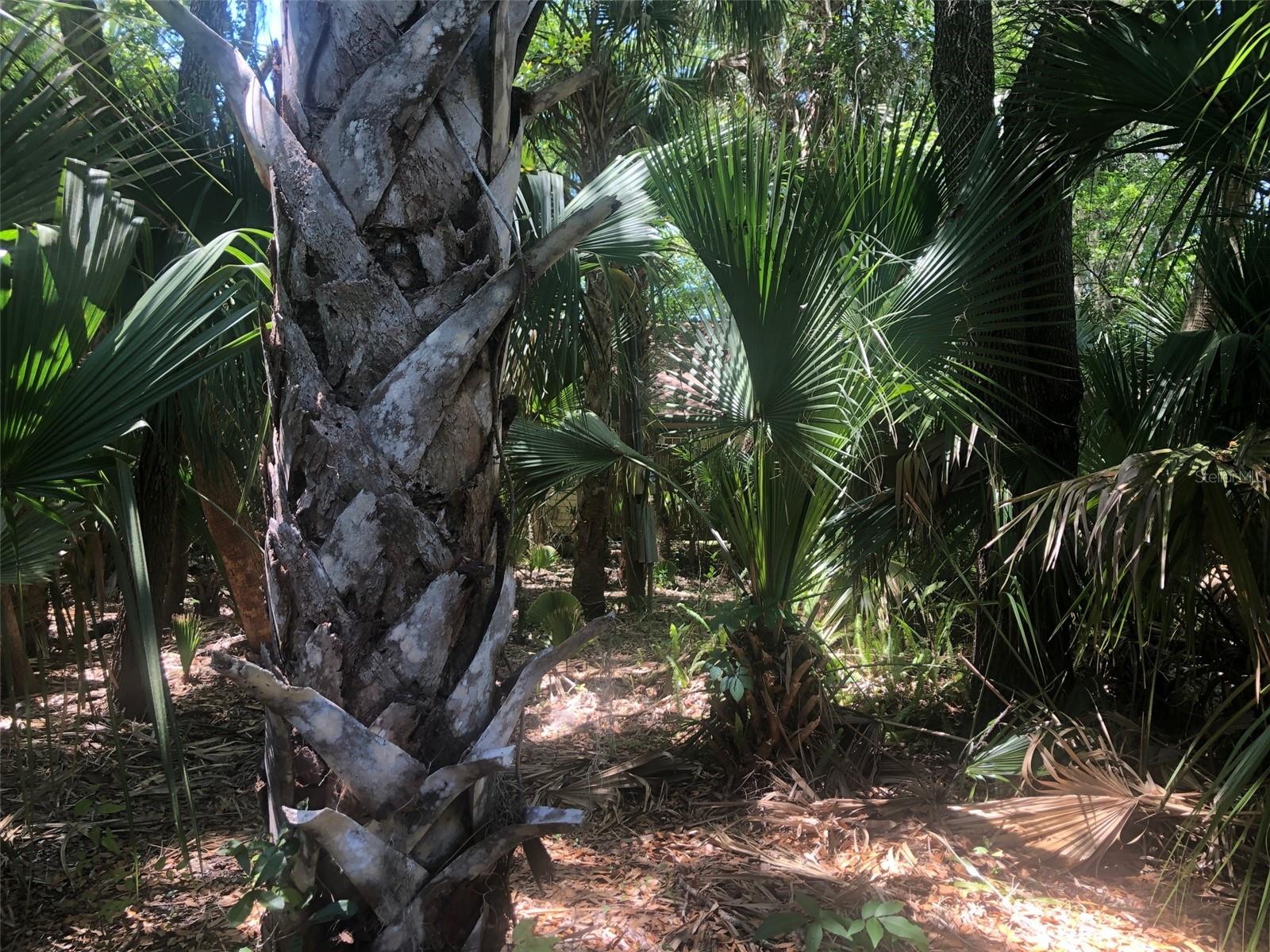 241 NOVA DR, SANFORD, FL, 32771