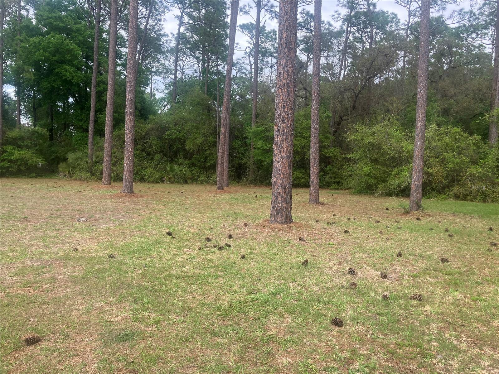 SE 19th Place SE 19TH PLACE, SILVER SPRINGS, FL, 34488