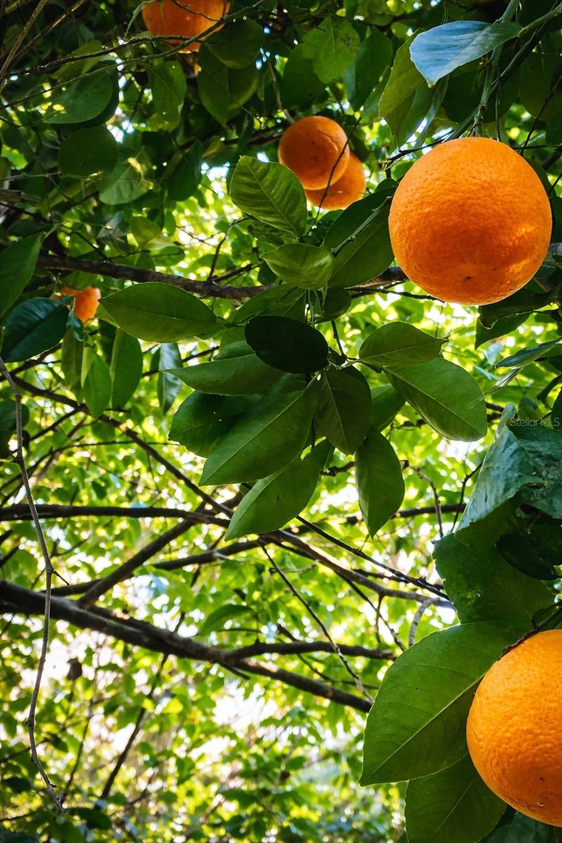 3501 S WESTMORELAND DR, ORLANDO, FL, 32805