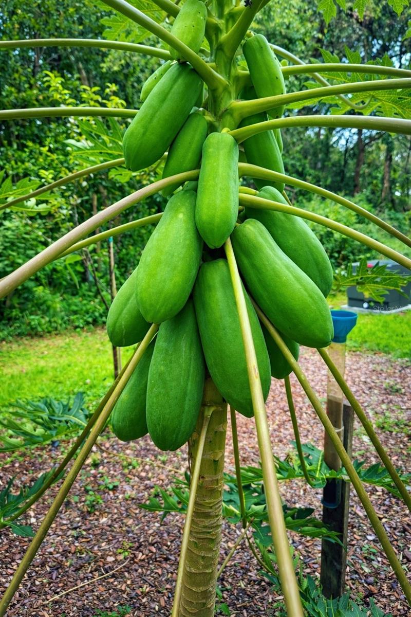 3501 S WESTMORELAND DR, ORLANDO, FL, 32805