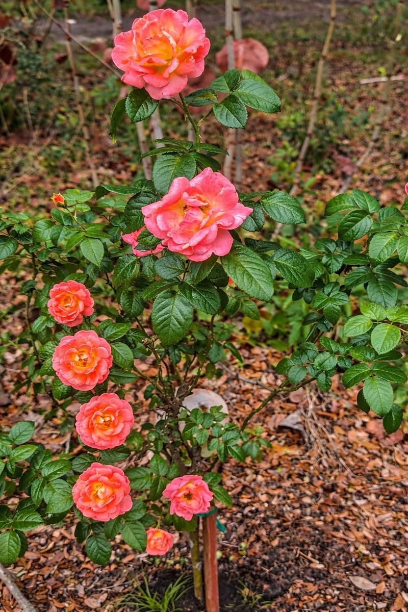 3501 S WESTMORELAND DR, ORLANDO, FL, 32805