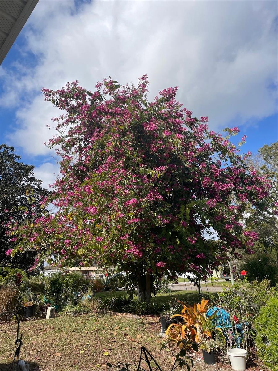 260 W HARBORD ST, LAKE ALFRED, FL, 33850