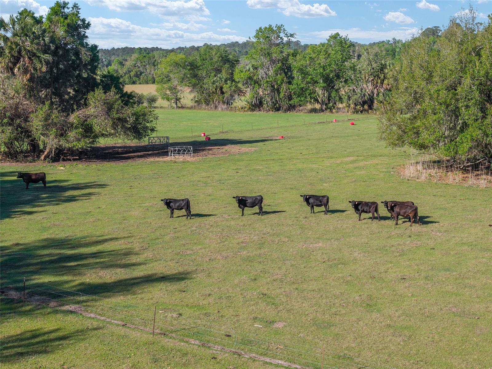 6405 NW 165TH ST, REDDICK, FL, 32686