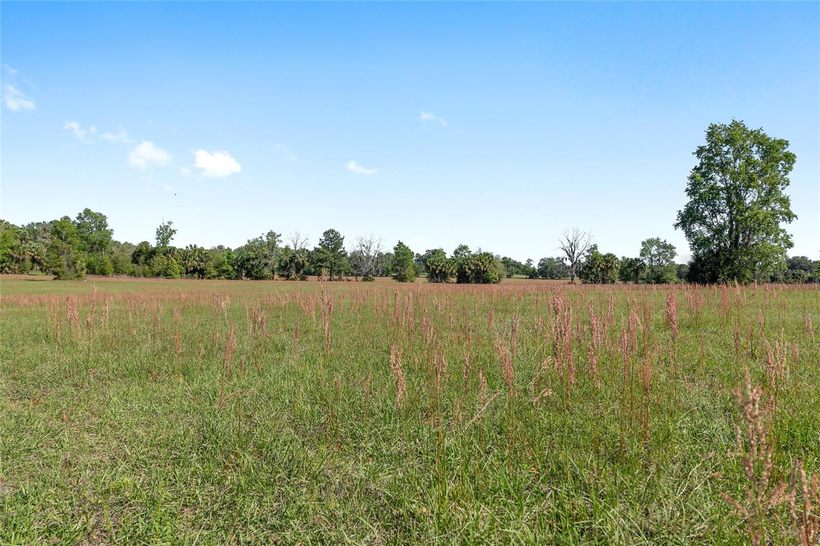 6405 NW 165TH ST, REDDICK, FL, 32686
