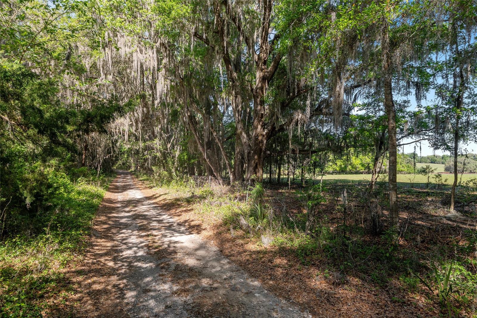 6405 NW 165TH ST, REDDICK, FL, 32686