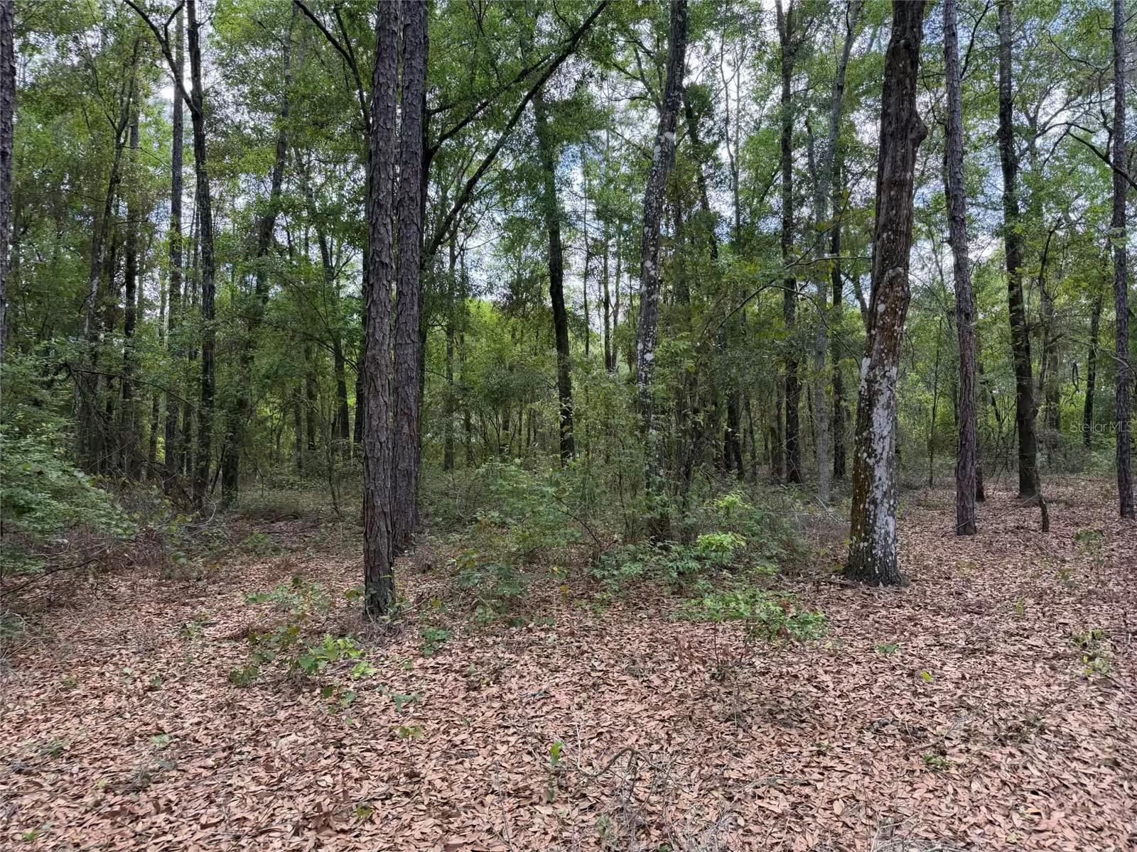 105 RACE ST, HAWTHORNE, FL, 32640