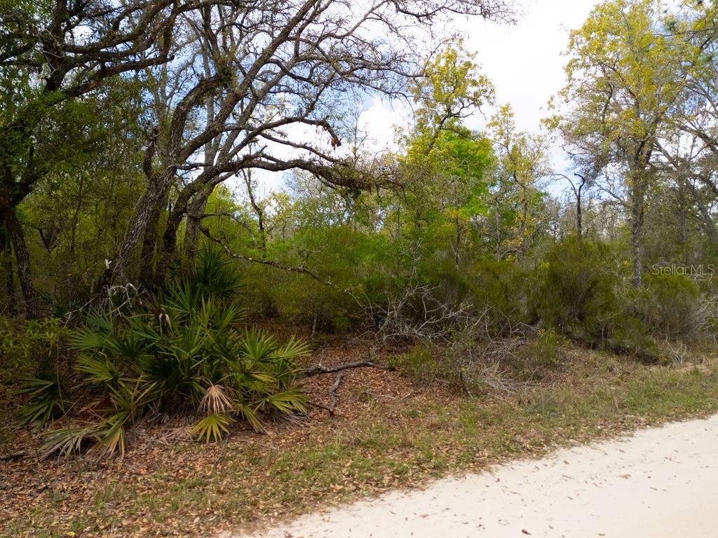00 NE 131ST TERRACE, BRONSON, FL, 32621