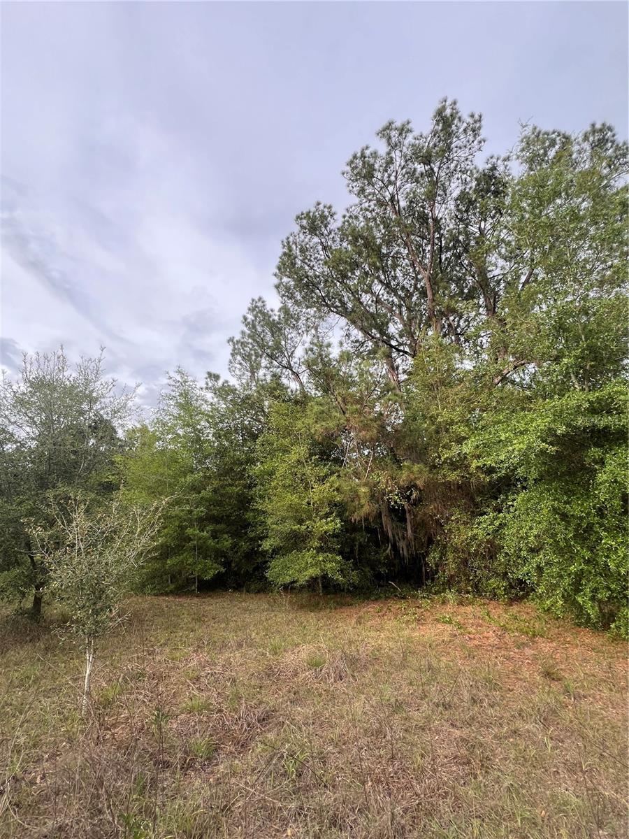 AVENUE G, MC INTOSH, FL, 32664