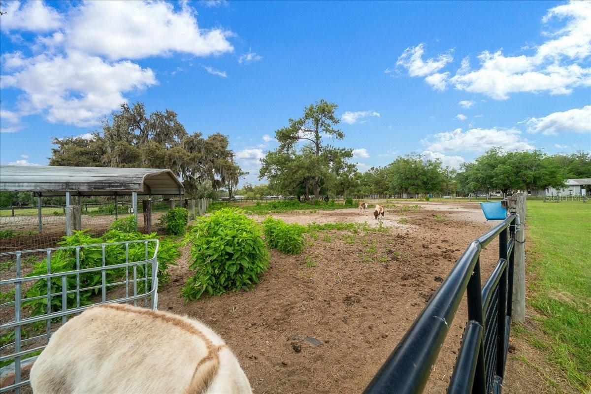 13456 W HIGHWAY 318, WILLISTON, FL, 32696