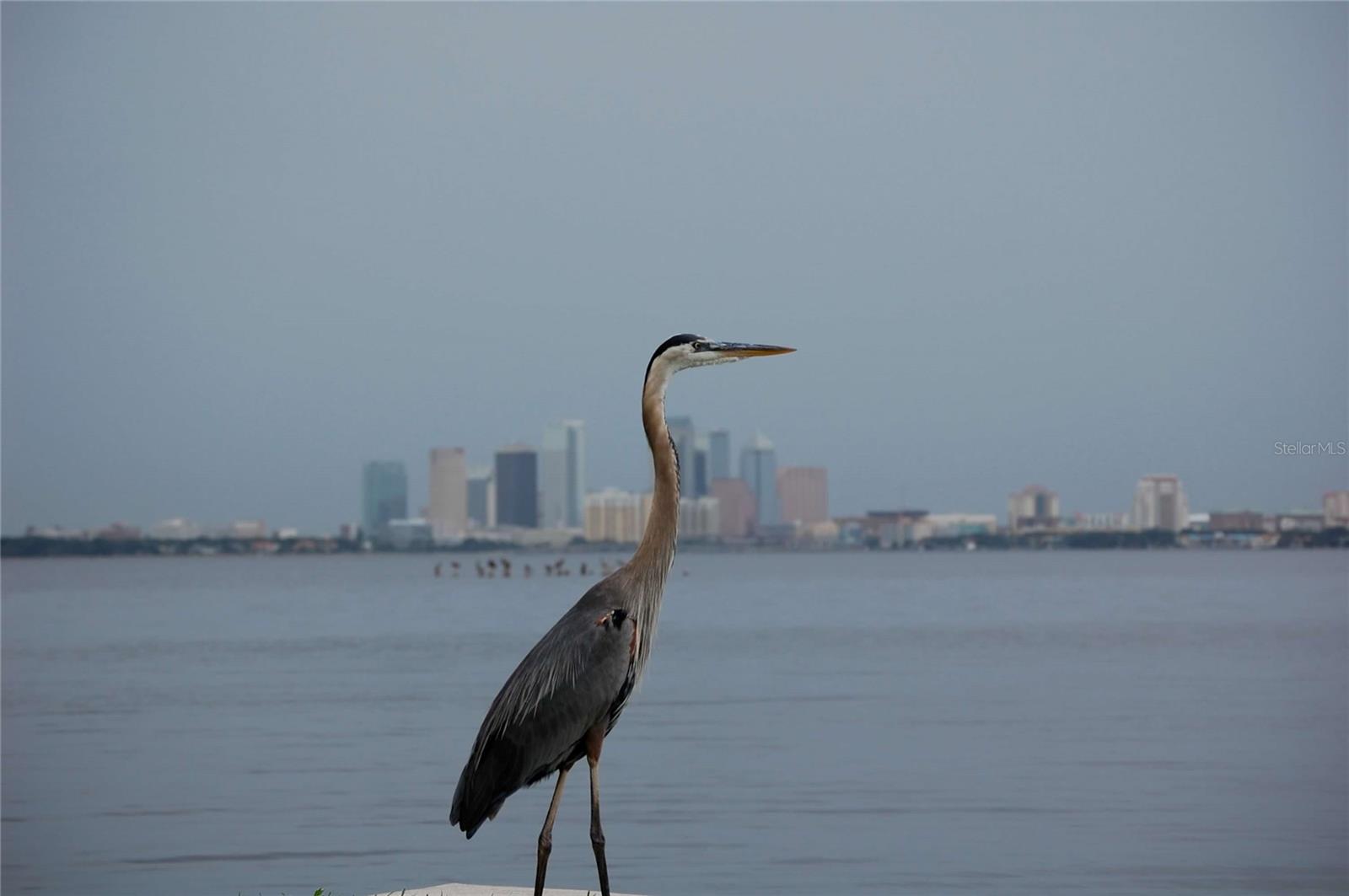 4950 BAYSHORE BLVD #25D, TAMPA, FL, 33611