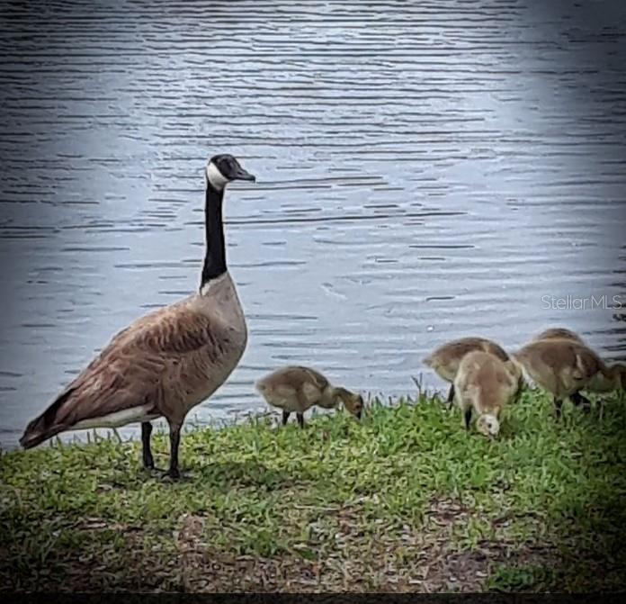 3926 LA COSTA LN, LARGO, FL, 33771