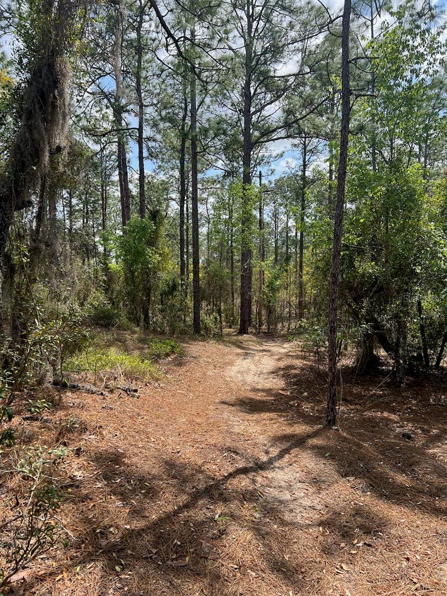 10TH ST SE, WILLISTON, FL, 32696