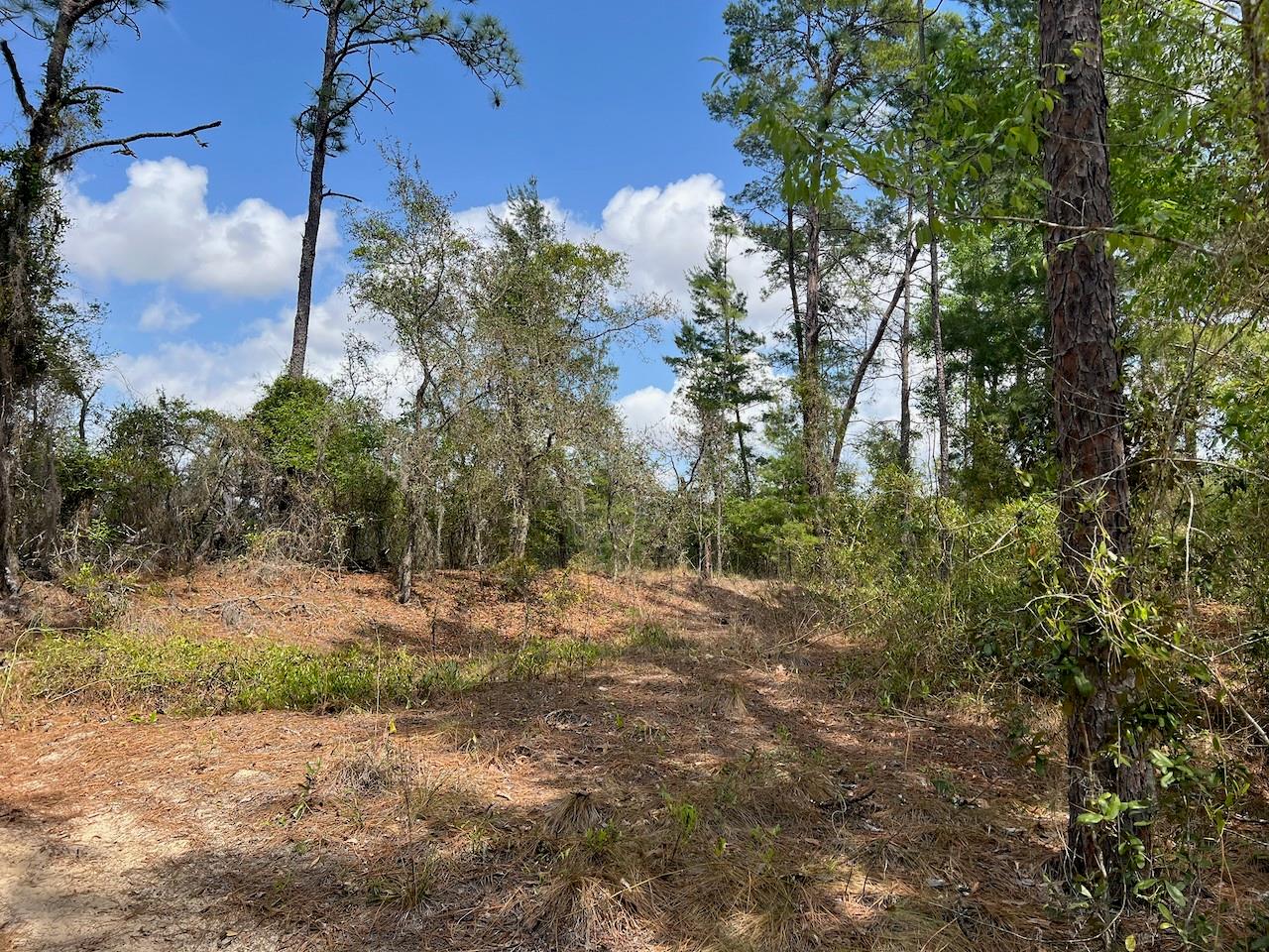 10TH ST SE, WILLISTON, FL, 32696