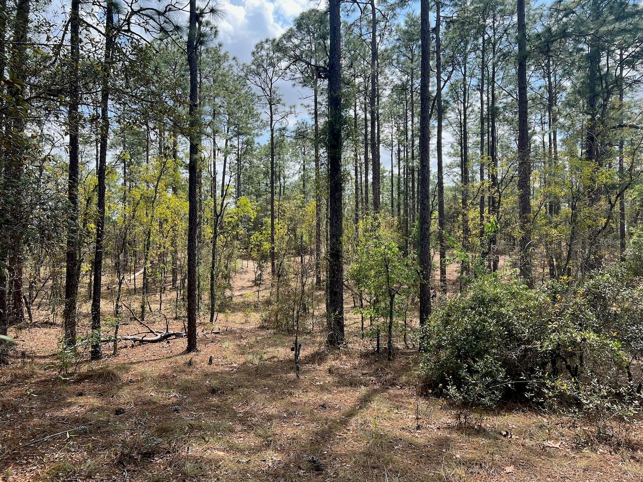10TH ST SE, WILLISTON, FL, 32696