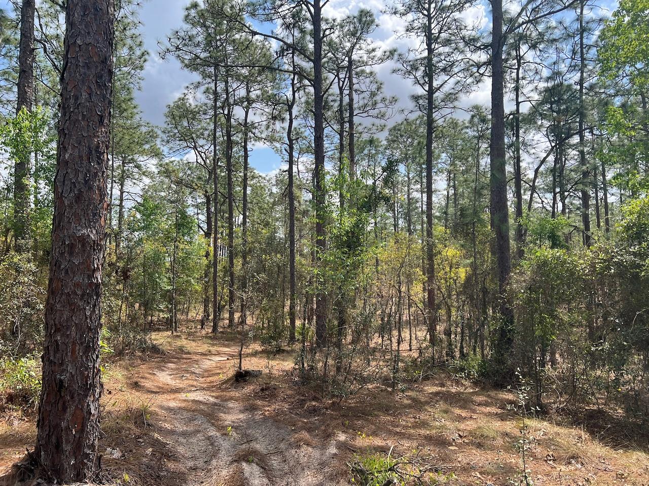 10TH ST SE, WILLISTON, FL, 32696