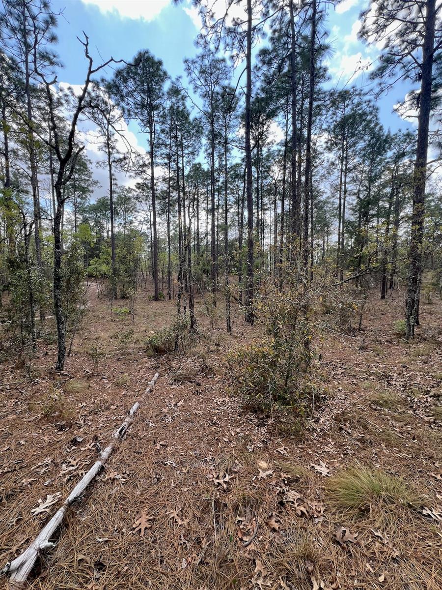 10TH ST SE, WILLISTON, FL, 32696