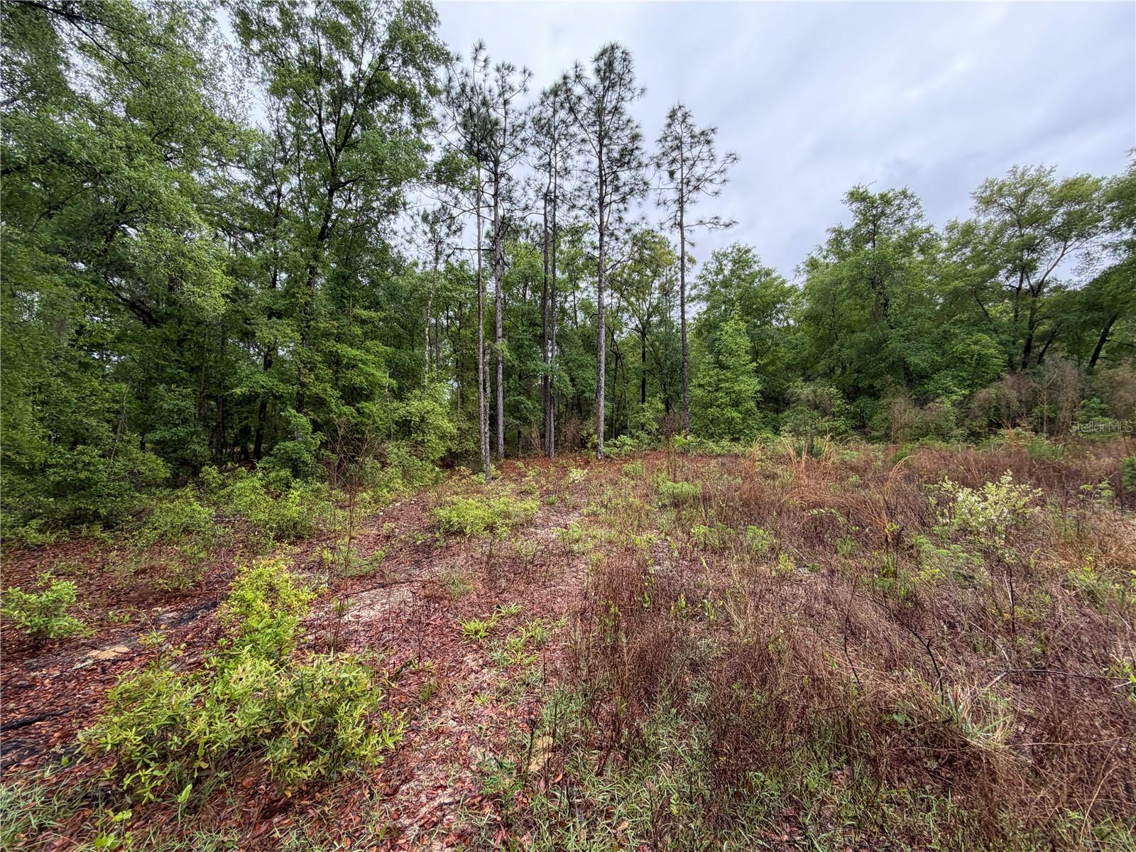 301 RAINBOW DR, HAWTHORNE, FL, 32640
