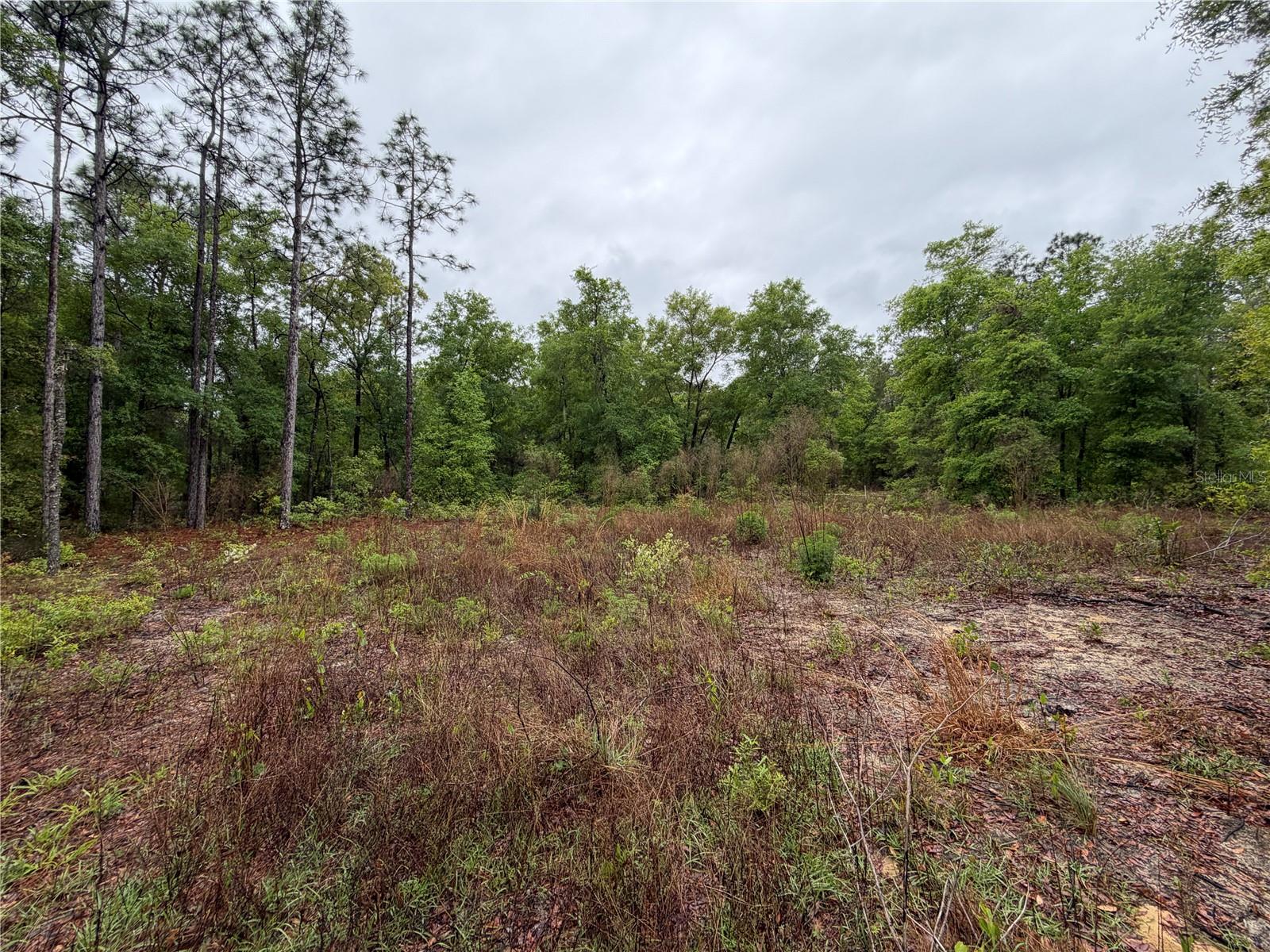 301 RAINBOW DR, HAWTHORNE, FL, 32640