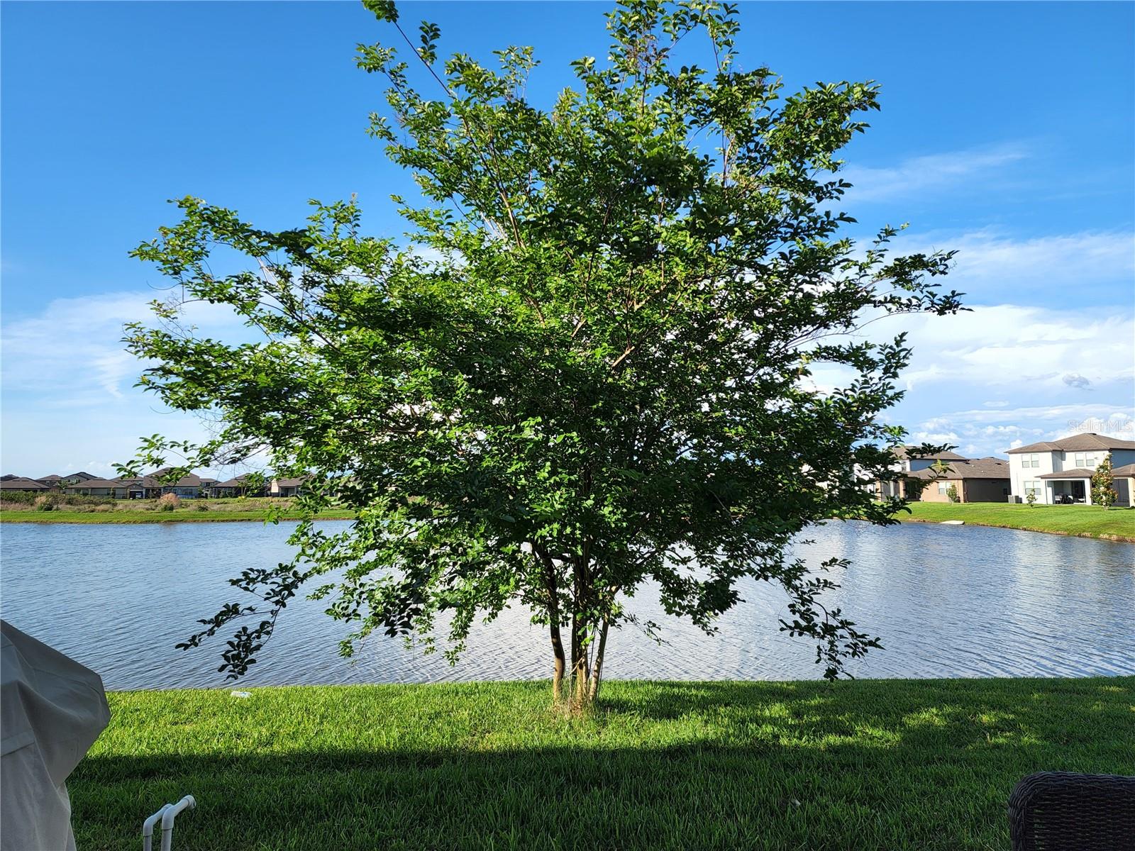 Mature crepe myrtle tree enhances the backyard with seasonal blooms, cooling shade, and added privacy—creating a tranquil, nature-filled setting overlooking the water.