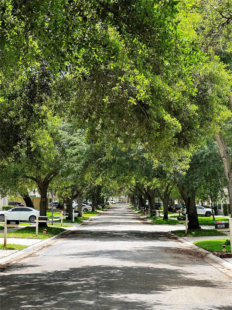 Oak-Lined Streets