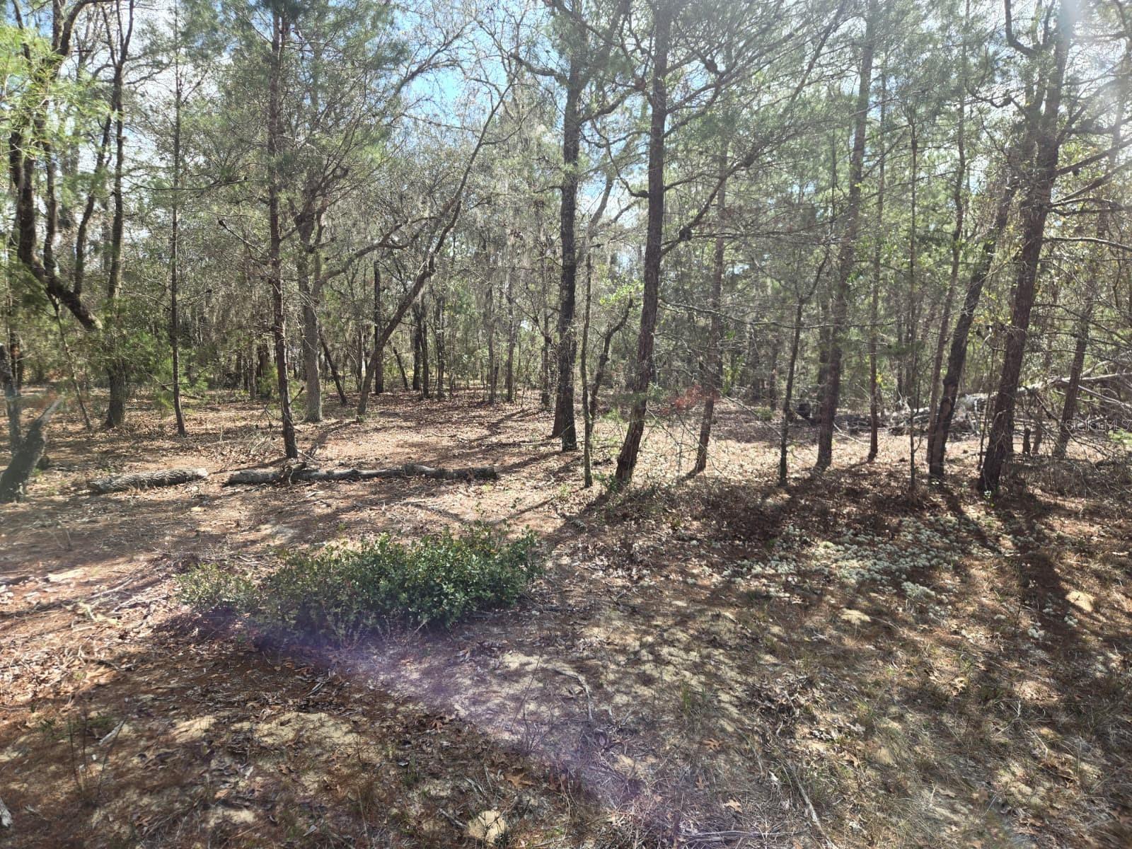 206 WALES ST, INTERLACHEN, FL, 32148
