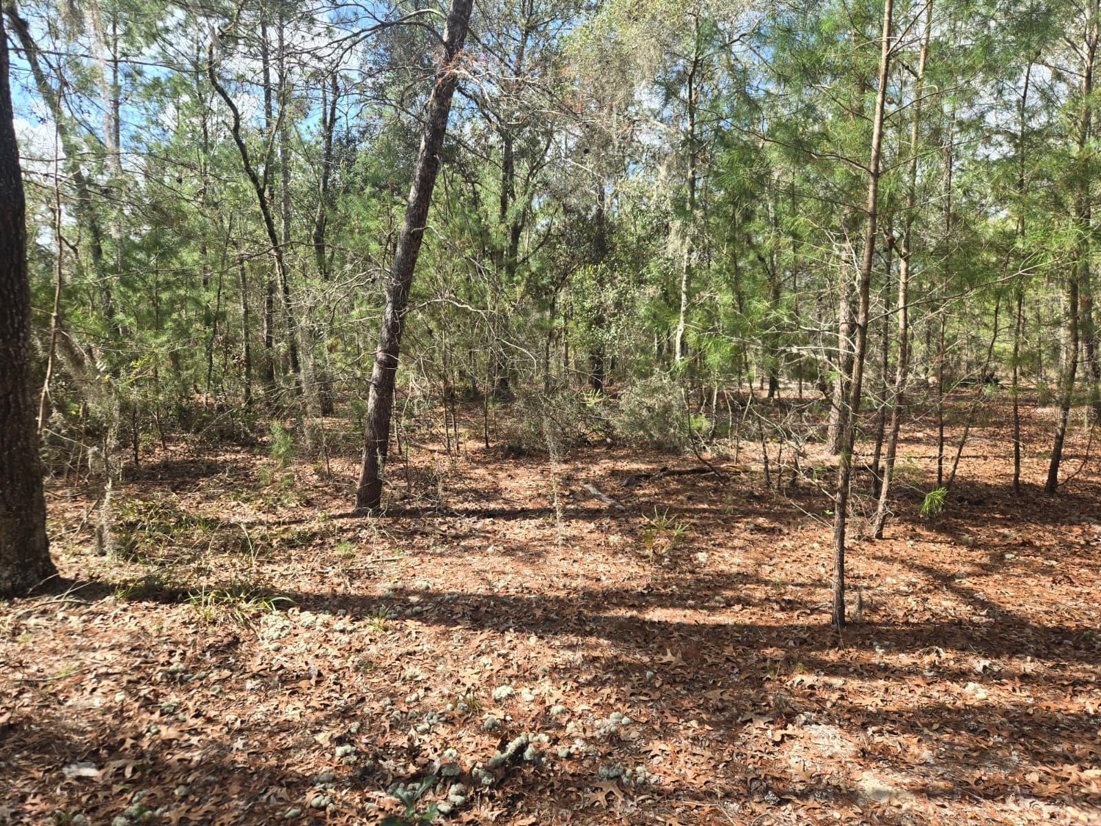 206 WALES ST, INTERLACHEN, FL, 32148